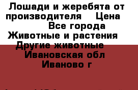 Лошади и жеребята от производителя. › Цена ­ 120 - Все города Животные и растения » Другие животные   . Ивановская обл.,Иваново г.